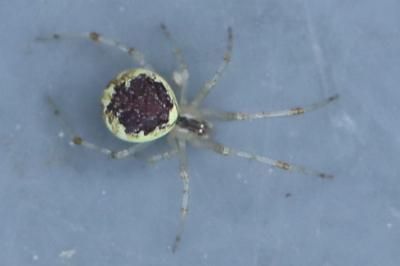 <i>Theridion varians</i>