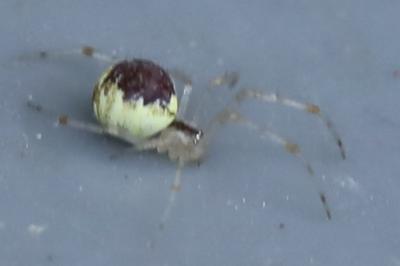 <i>Theridion varians</i>