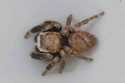 <i>Evarcha arcuata</i>