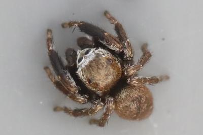 <i>Evarcha arcuata</i>