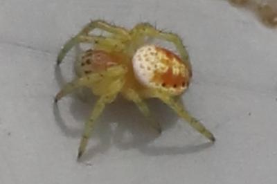 <i>Araniella</i>