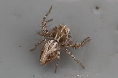 <i>Oxyopes</i>