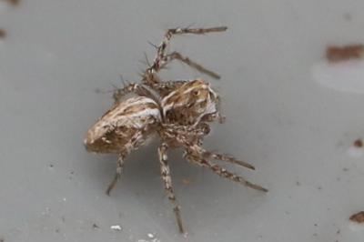 <i>Oxyopes</i>