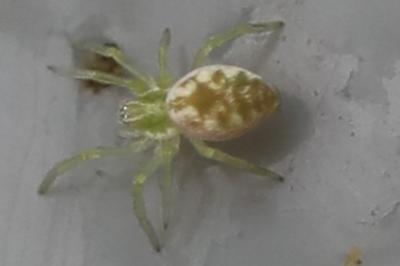 <i>Nigma walckenaeri</i>