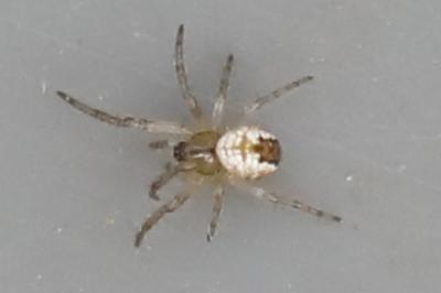 Mangore petite-bouteille