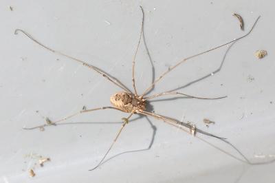 <i>Phalangium opilio</i>