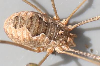 <i>Phalangium opilio</i>