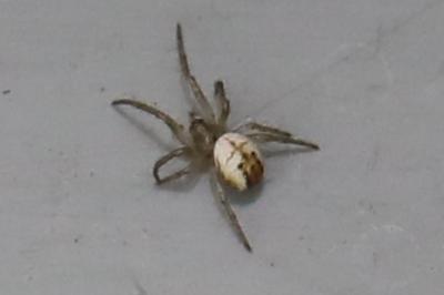 Mangore petite-bouteille