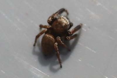 <i>Evarcha arcuata</i>