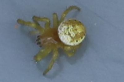 <i>Araniella</i>