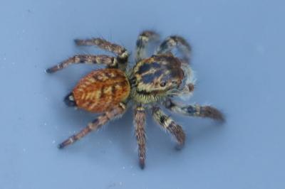 <i>Carrhotus xanthogramma</i>