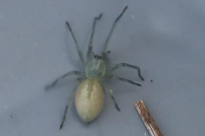 <i>Cheiracanthium</i>