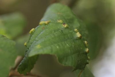 <i>Eriophyes inangulis</i>