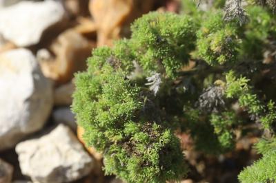 <i>Aceria echii</i>
