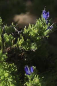 <i>Aceria echii</i>