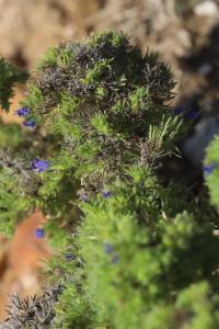 <i>Aceria echii</i>