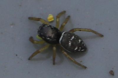 <i>Heliophanus</i>