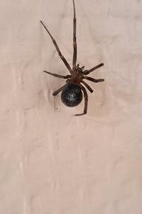 Stéatode domestique