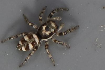 <i>Salticus</i>