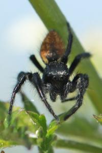 <i>Carrhotus xanthogramma</i>