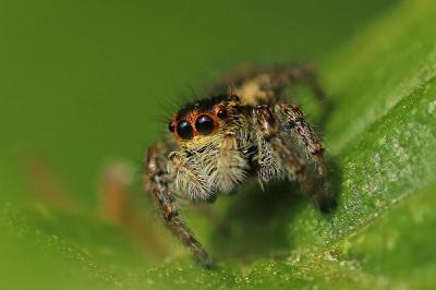 <i>Carrhotus xanthogramma</i>