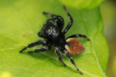 <i>Carrhotus xanthogramma</i>