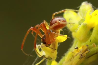 <i>Anelosimus</i>