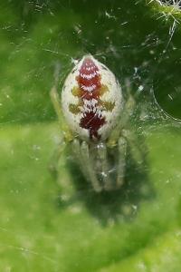 Nigma puella