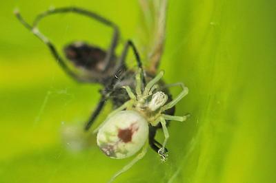 Dictyne fille