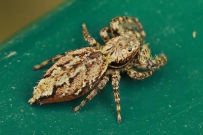 <i>Marpissa muscosa</i>