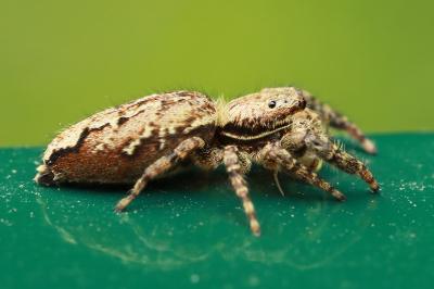 <i>Marpissa muscosa</i>