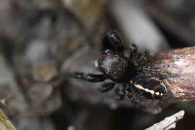 <i>Pellenes tripunctatus</i>