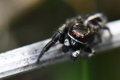 Pellenes tripunctatus