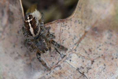 <i>Pellenes tripunctatus</i>