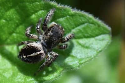 <i>Pellenes tripunctatus</i>