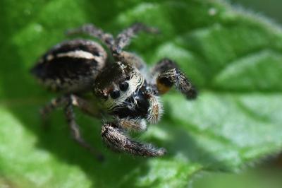 <i>Pellenes tripunctatus</i>