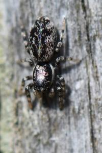 <i>Salticus zebraneus</i>