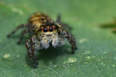 <i>Carrhotus xanthogramma</i>