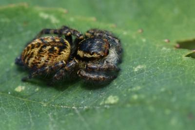 <i>Carrhotus xanthogramma</i>
