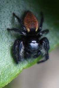 <i>Carrhotus xanthogramma</i>
