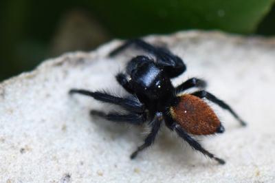 <i>Carrhotus xanthogramma</i>