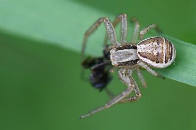 <i>Xysticus ulmi</i>