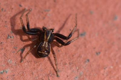 <i>Xysticus ulmi</i>