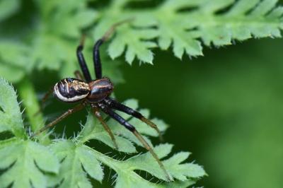 <i>Xysticus ulmi</i>