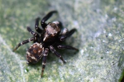 <i>Pseudeuophrys erratica</i>
