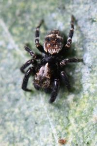 <i>Pseudeuophrys erratica</i>