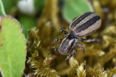 <i>Phlegra fasciata</i>