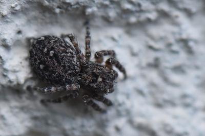 <i>Attulus pubescens</i>