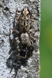 <i>Marpissa muscosa</i>