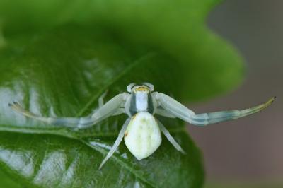 Misumène variable
